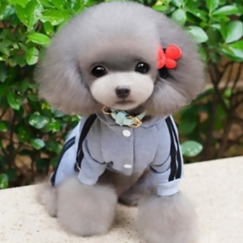 펫띠 트렌디 츄리닝 강아지 트레이닝 올인원, 그레이