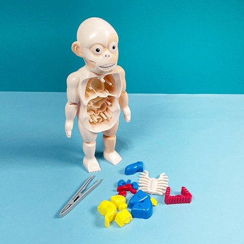 文具 學習用品 科目 準備 科學 實驗 解剖 模型 人體 解剖