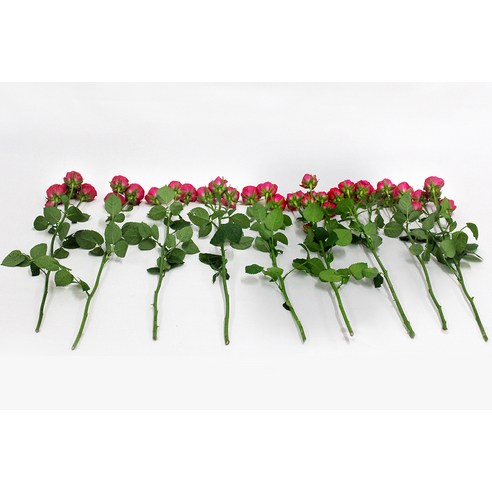 로즈피아 생화 장미: 사랑과 감사를 표현하는 로맨틱한 선물