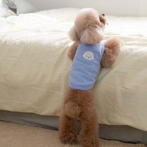 반려동물 흰둥이 와플 나시티, 블루