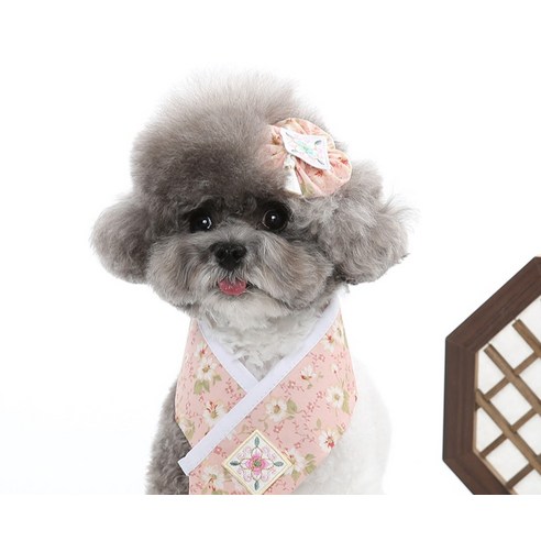 伴侶  寵物用品  小狗  貓  聯合使用  狗  狗  狗  狗  小狗