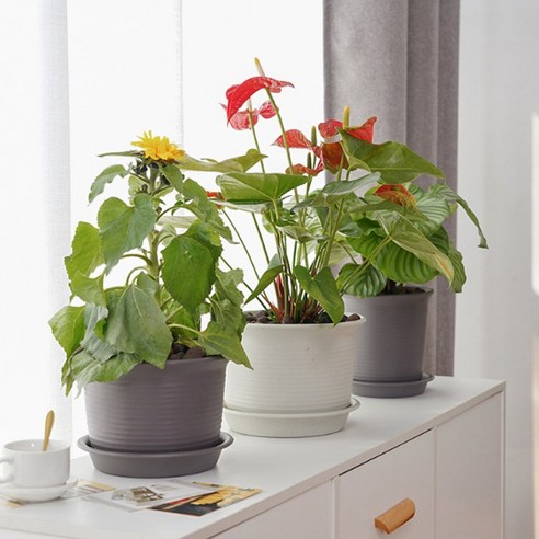 園藝 園藝 用品 園藝 花盆 園藝 花盆 花盆 花盆