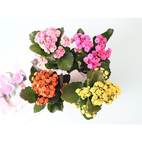 화사한 겹꽃이 가득한 모리앤 칼란디바 4종 세트