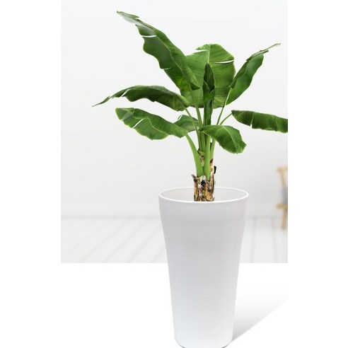 공간에 생기를 불어넣는 예술, 화분월드 웨이브 화분