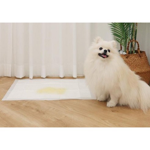 반려견을 위한 최상의 선택