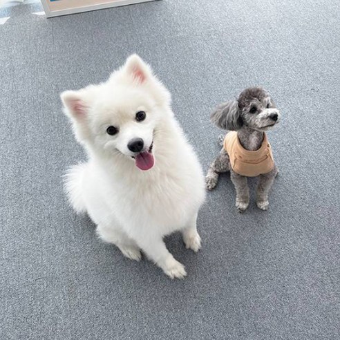 천일카페트 반려동물 미끄럼방지 매트, 0 연그레이, 10개