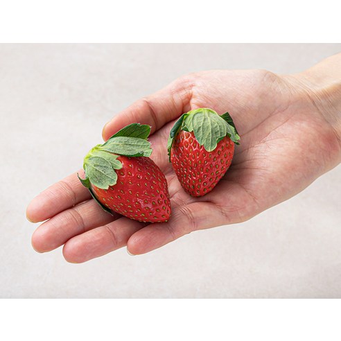 신선하고 달콤한 설향 딸기의 풍부한 향과 부드러운 맛을 즐겨보세요.