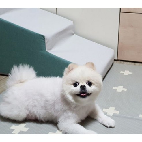 반려견의 편안함과 접근성을 위한 더플래 강아지 디딤 계단 2단