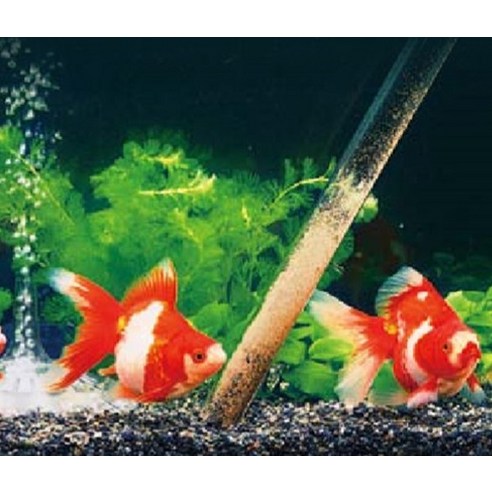 섬세한 손길로 완성하는 깨끗한 수중 세계