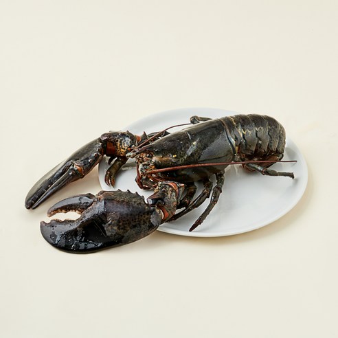 바이킹마켓 캐나다산 활랍스터, 1.5kg이상, 1개