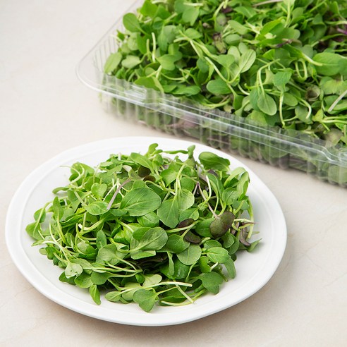 유기농 어린잎 모음 신선한 친환경 제품으로 채이 넘치는 건강한 식사를 즐겨보세요!