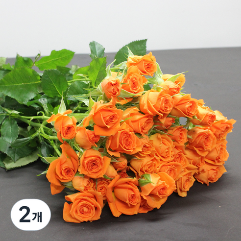 로즈피아 생화 장미 9대 23송이 이상, 오렌지, 2개