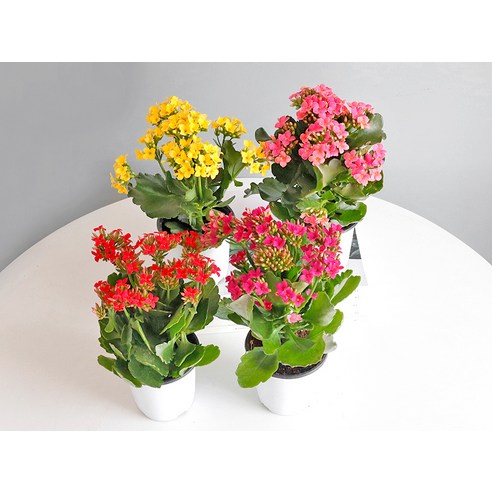 화사한 홈 가드닝의 새로운 경험