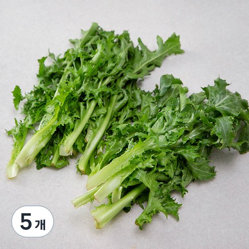 국내산 치커리, 300g, 5개