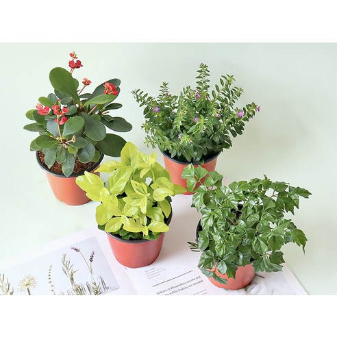 쾌적한 공간과 아름다운 분위기를 선사하는 모리앤 사계절 공기정화 포트식물 세트