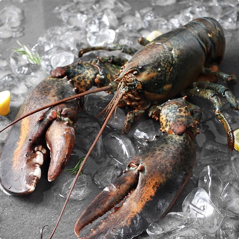 바이킹마켓 캐나다산 활랍스터, 2.5kg이상, 1개