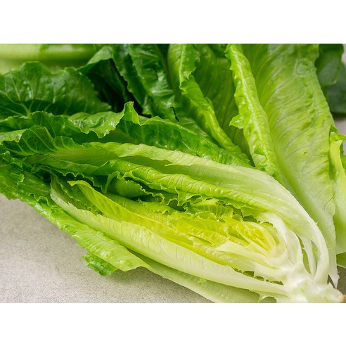 싱그러운 로메인, 건강한 식탁을 위한 첫걸음