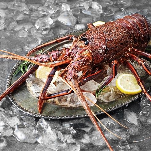 [잇팅나우ㅣ인기상품] 바다의 제왕, 바이킹 마켓 스파이니 랍스터의 매력 탐구 [EatingNOWㅣ추천상품]