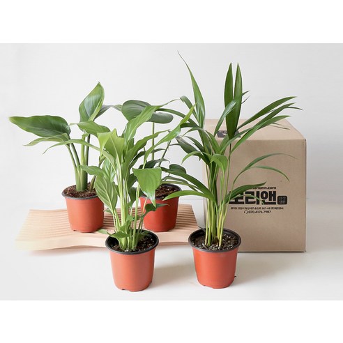 모리앤의 생화 사계절 인테리어소품 포트식물 세트