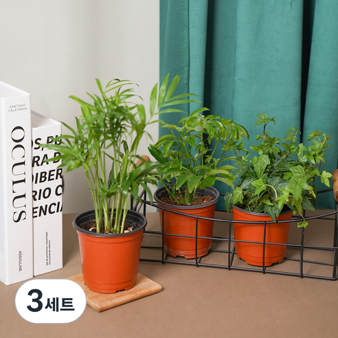 메이크정글 공기정화 포트 식물 소품 홍콩야자 + 테이블야자 + 아이비 세트, 혼합색상, 3세트