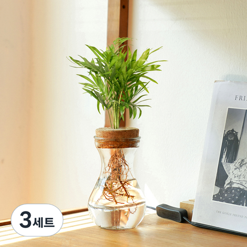 메이크정글 공기정화 수경재배 식물 테이블야자 글래시 No 9 DIY 세트, 혼합색상, 3세트