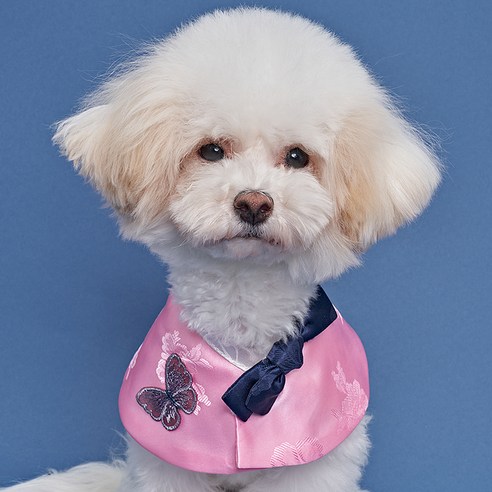 도그아이 강아지 나비 한복 케이프 XL, 핑크, 1개
