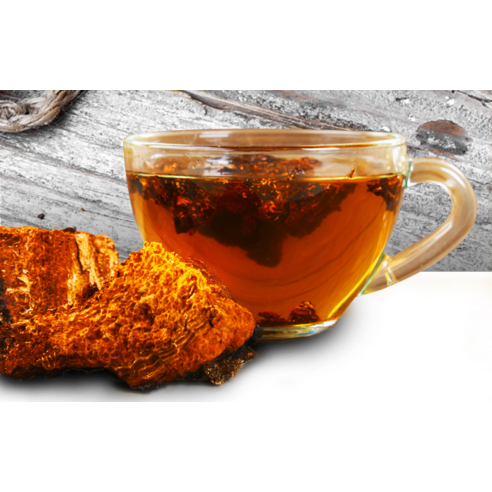 차가버섯의 힘, 골든허브로 간편하게!