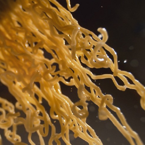 깊은 맛과 얼큰함의 조화, 더미식 장인라면 얼큰한맛