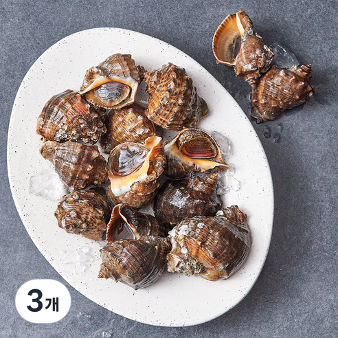 아라보감 산지직송 남해안 자연산 참소라, 1kg(소), 3개