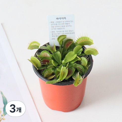 모리앤 벌레잡이 식물대식가 파리지옥 포트식물, 혼합색상, 3개