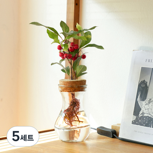 메이크정글 공기정화 수경재배 식물 천냥금 글래시 No 9 DIY 세트, 혼합색상, 5세트