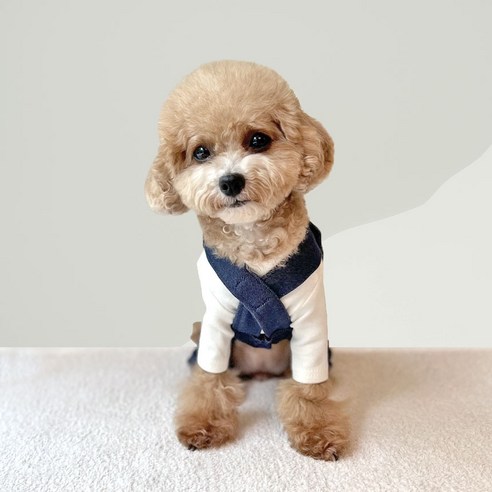 伴侶  寵物產品  小狗  貓  組合使用  服裝  T卹  狗  狗  狗