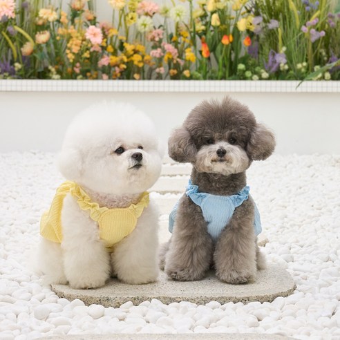 伴侶  寵物產品  小狗  貓  組合使用  服裝  T卹  狗  狗  狗