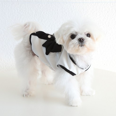 伴侶  寵物產品  小狗  貓  組合使用  服裝  T卹  狗  狗  狗