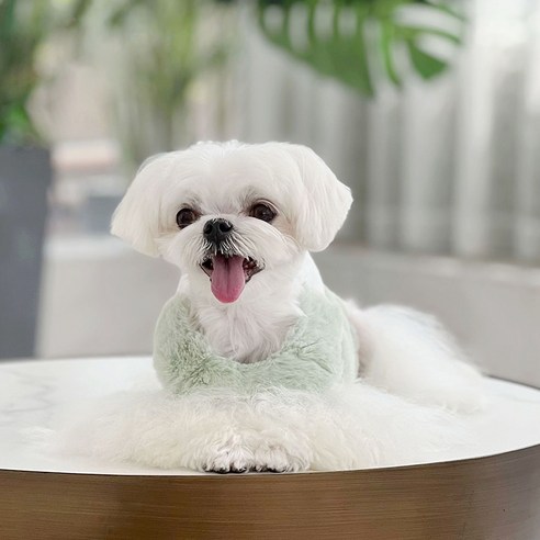 伴侶  寵物產品  小狗  貓  聯合使用  服裝  狗  狗  狗  狗