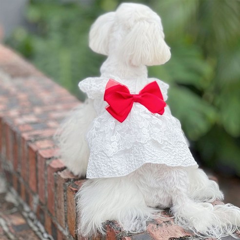 伴侶  寵物用品  小狗  貓  聯合使用  服裝  狗  狗  狗  狗