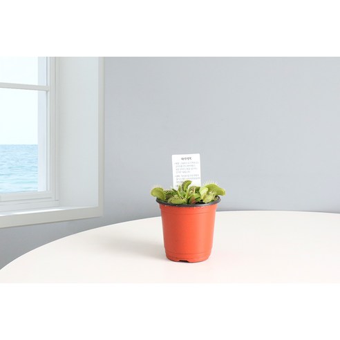 파리지옥으로 쾌적하고 안전한 여름을!