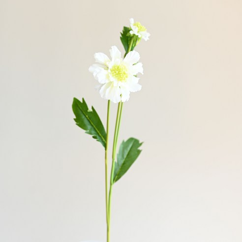 도시정원 조화 스카비오사 2p, 화이트