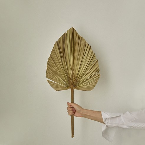 가팡 드라이플라워 DRYB230, 05번 그린