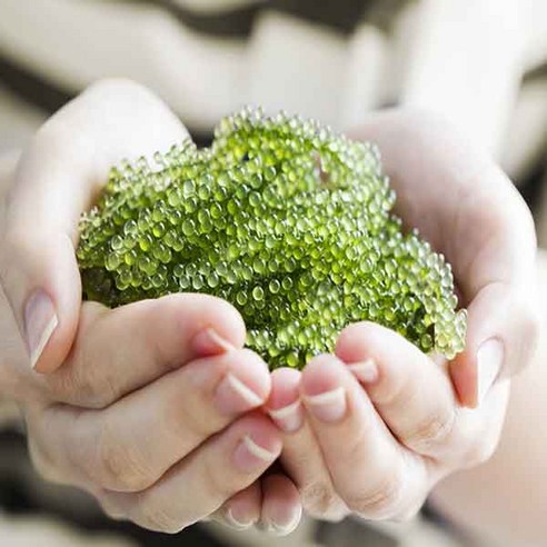 푸른 바다의 싱그러움을 한 입에 담다