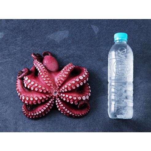 갯마을 냉동문어 (냉동), 600g, 1개