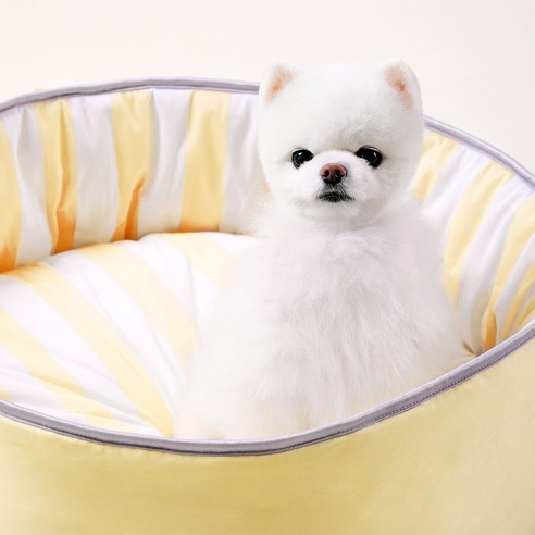 무더운 여름, 사랑하는 반려동물에게 시원한 휴식을 선물하세요.