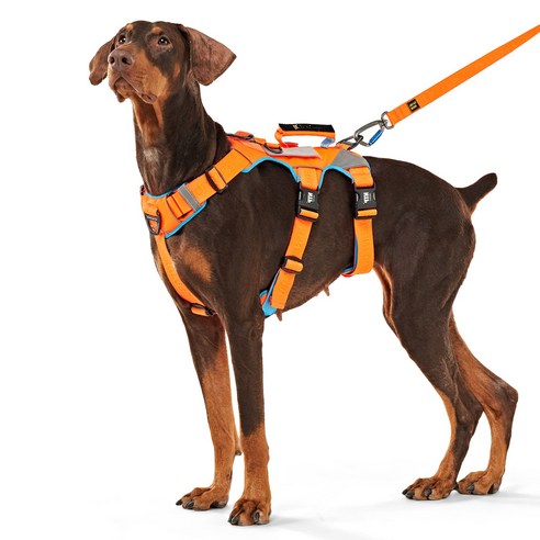 伴侶  寵物用品  小狗  用品  線束  狗  狗  狗  狗  小狗