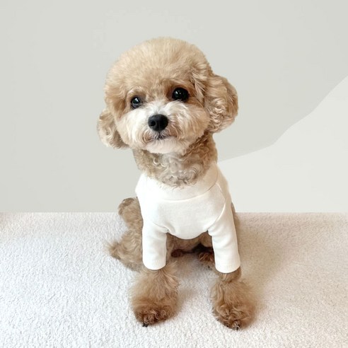 伴侶  寵物產品  小狗  貓  組合使用  服裝  T卹  狗  狗  狗
