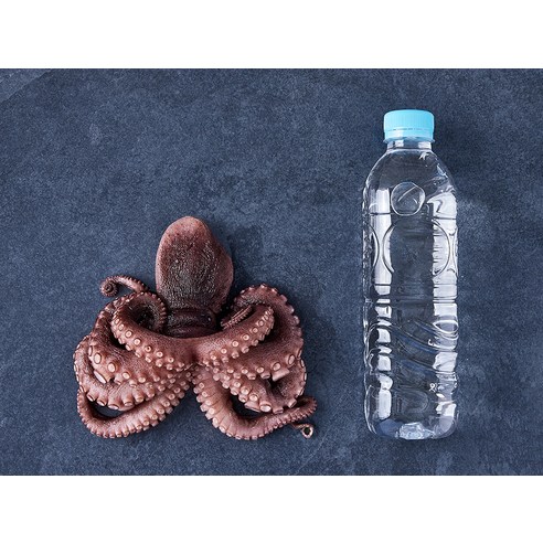 대흥물산 두마리 데친 문어 (냉동), 500g, 1개