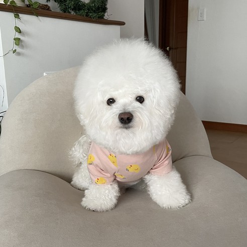 바이담수미 강아지 삐약삐약 티셔츠, 핑크