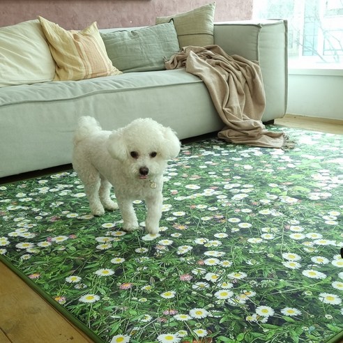 반려동물과 함께하는 깨끗하고 행복한 공간