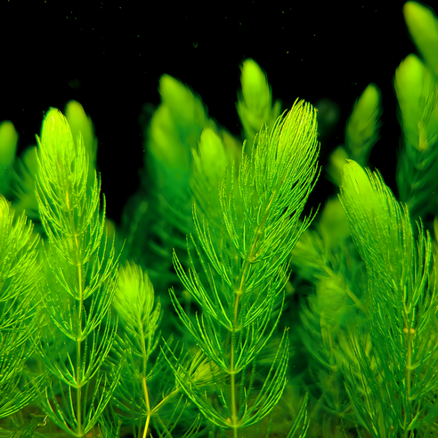 싱그러운 수중 세계를 열다: 물풀정원 붕어마름으로 시작하는 아름다운 수초 키우기 검정말