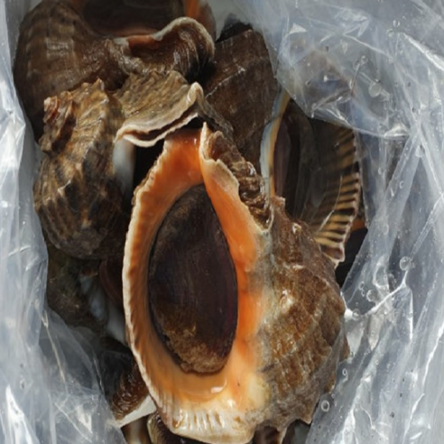 황해수산 참소라1kg, 1개, 대1kg(3~6미)