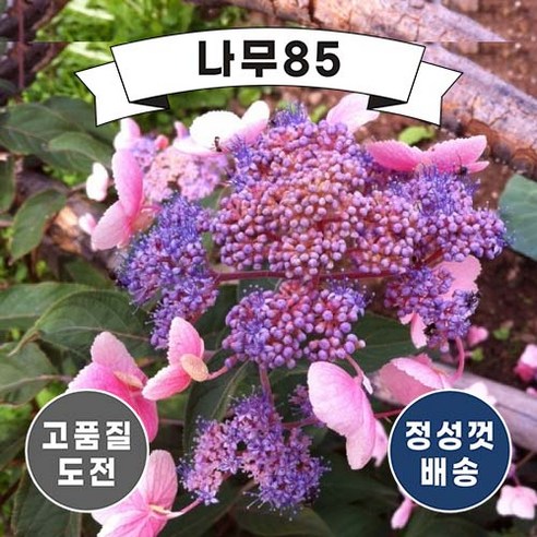(나무85) 아스페라수국 핫초콜릿 9cm포트(P9), 1개